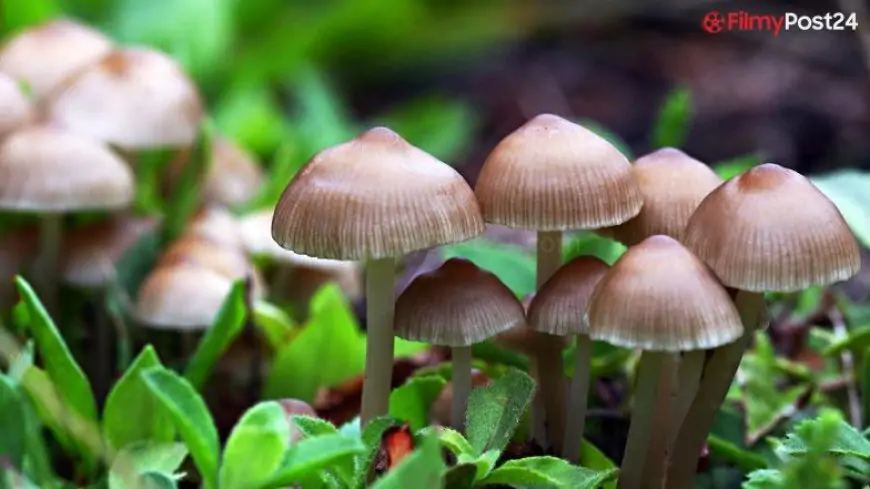 Consuming Extra Mushroom is Good For Your Intestine As Edible Fungi Decrease Heath Dangers, Says Examine