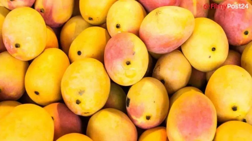Mangoes and Their Names: This Mango Season in India, Here is a Collection of Pleasant Varieties for You