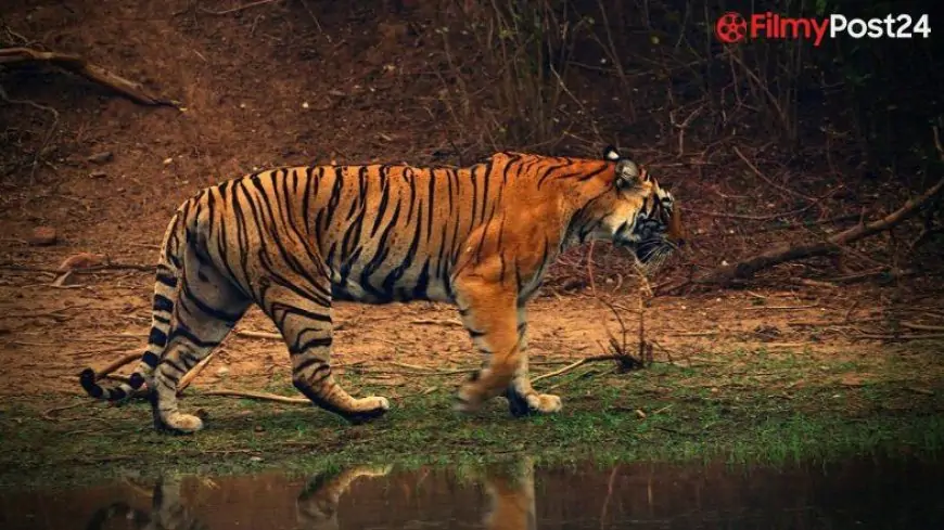 Worldwide Tiger Day 2021 Messages: PM Narendra Modi, Shivraj Singh Chouhan, Ashok Ghelot and Different Leaders Lengthen Greetings to Wildlife Lovers (See Tweets)