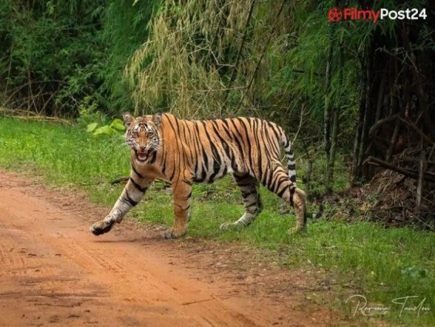 World Tiger Day 2021: Tiger Inhabitants in Andhra Pradesh Rise From 47 to 63 in A Yr’s Time, Say Forest Officers