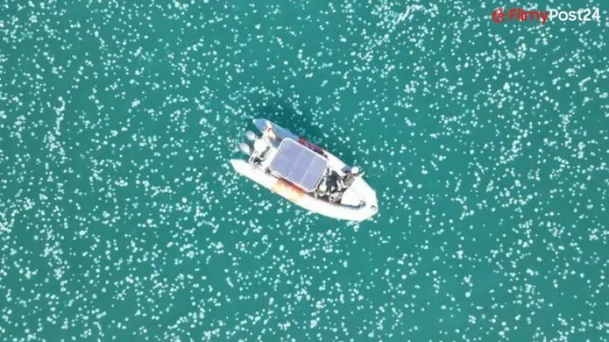 Jellyfish Swarm Along Israel's Coast Take Over Beach From Summer Bathers, Climate Change Blamed (Watch Video)