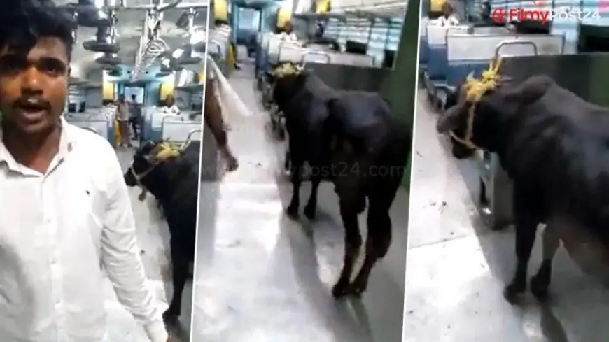 Bull on Wheels! Bizarre Video of the Animal Travelling in a Train Has Left Internet Amazed; Watch Viral Clip