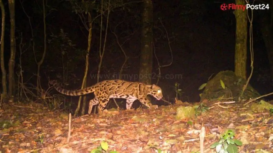 Rare Clouded Leopard Caught on Camera in Buxa! Bengal Forest Department Shares Viral Photo of the Most Ancient Cat Species That Has Left Netizens Amazed 