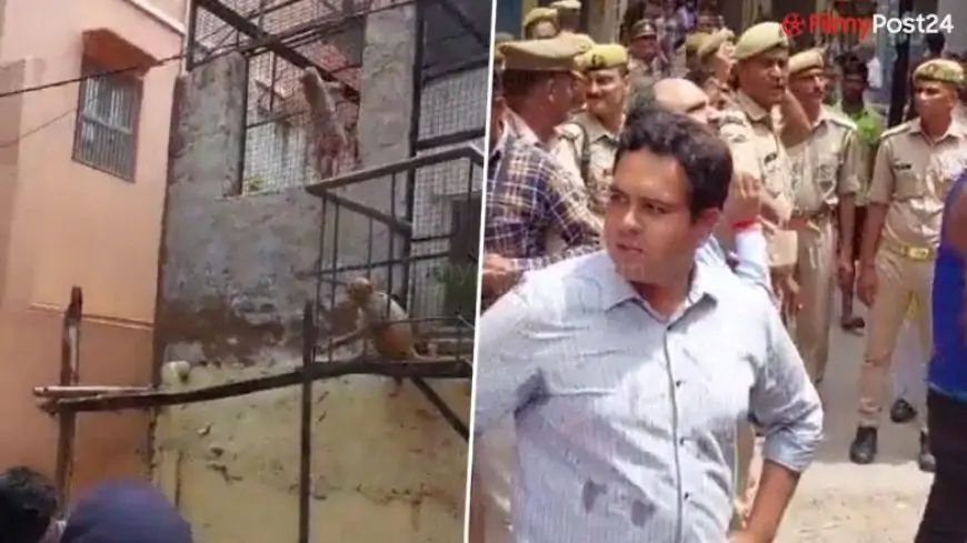 Monkeys Run Away With Mathura DM Navneet Chahal’s Sunglasses, Cops Chase To Retrieve IAS Officer's Specs (Watch Video)