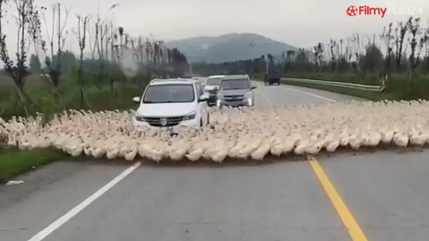 Watch: Hundreds of Ducks Surround Car, Stop Traffic On the Stretch of Road in Viral Video!