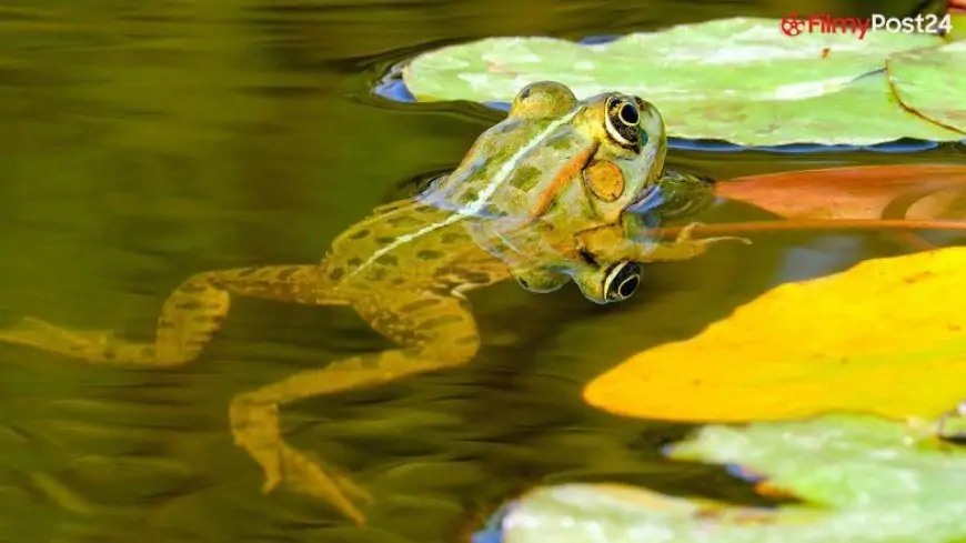 Wild Sex Killed Hundreds of Ancient Frogs Found in Mass Grave, Say Researchers