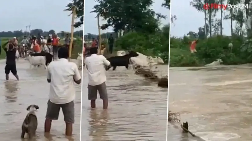 MP Shocker: Men Beat Cows With Sticks, Force Them Into Raging River in Satna, Case of Animal Cruelty Registered (Watch Video)