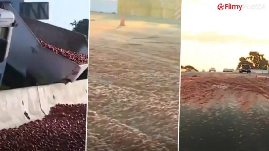 Tomato Truck Crash Causes Mess on US Motorway; 7 Cars Crash Reported After Over 150,000 Tomatoes Spill on Busy Road (Watch Video)