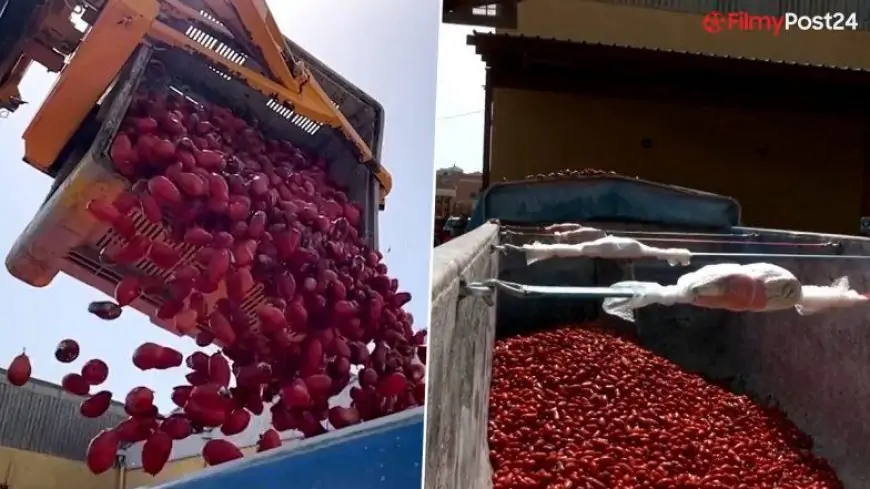 Tomatina Festival 2022: Revelers Pelt Each Other With Tomatoes As Spain’s Famous Tomato Fight Fest Returns After Two Years Since COVID-19 (Watch Video)