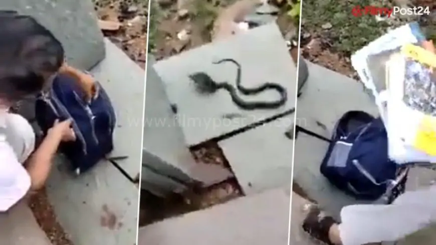 Watch: Poisonous Cobra Found Hidden Inside Girl's School Bag in Madhya Pradesh; Teacher Takes Out Deadly Snake in Viral Video