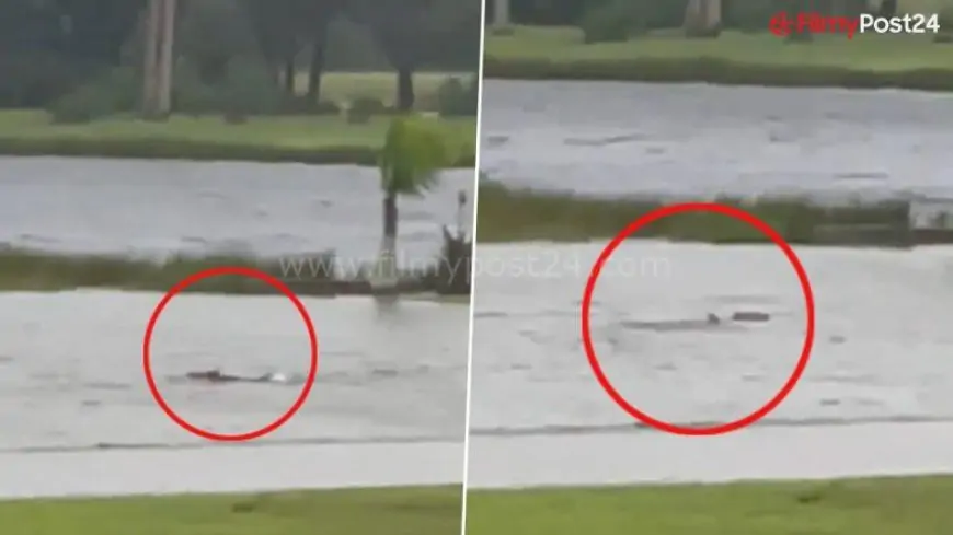Shark Spotted on Submerged Fort Myers Street Amid Hurricane Ian; Viral Video Showing The Marine Life Swimming on Floodwater is Real!