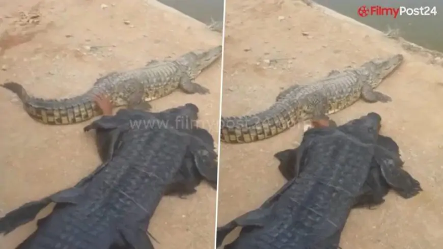What The Croc! Man Clothes Up as Crocodile To Tease a Actual One, Video of Him Mendacity Subsequent to the Reptile Goes Viral