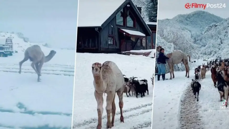 Camel Who Noticed Snow for the First Time Brings His Goat Pals To Be part of Him; Netizens Discover This Video ‘Absolutely Precious!’