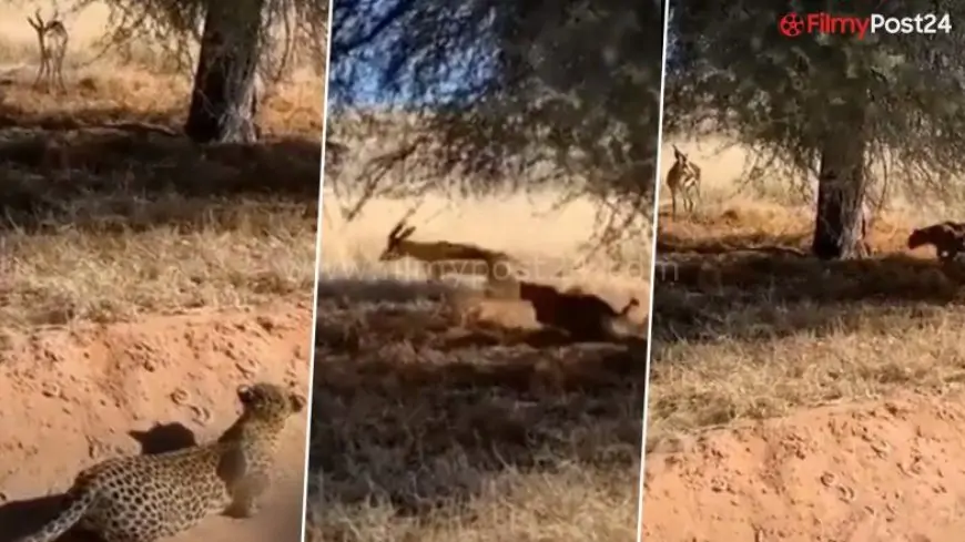 Viral Video: Stealthy Leopard Well Sneaks Up on Deer in Broad Daylight