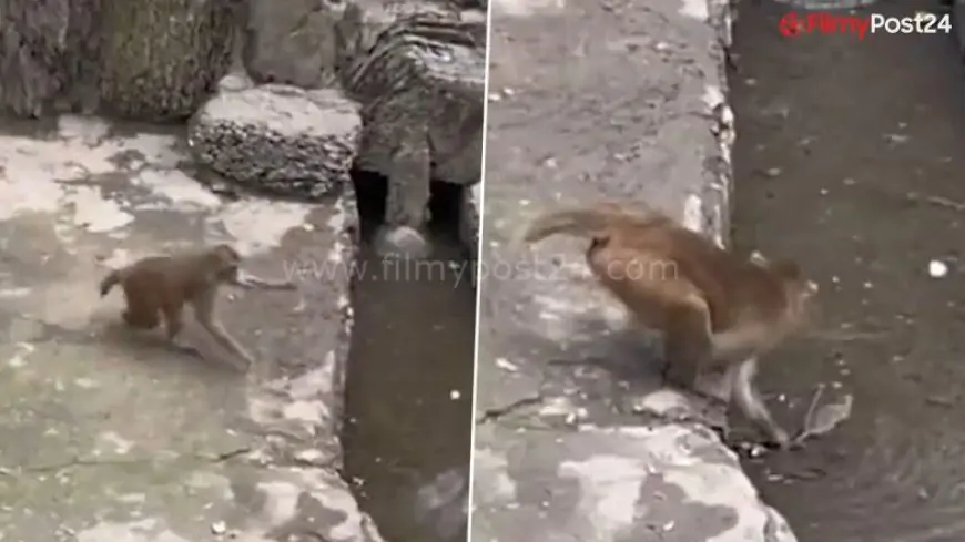 Indignant Monkey Beats and Bashes Rat, Makes an attempt to Drown It For Stealing Meals in China; Video Goes Viral