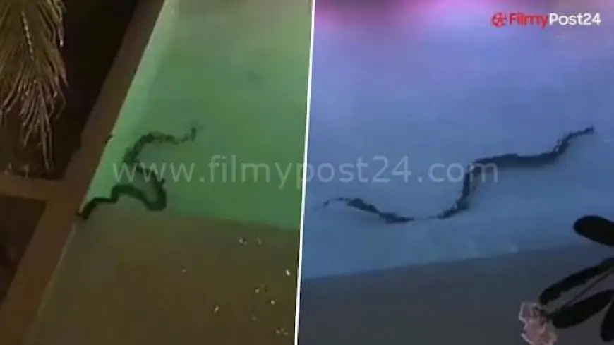 Large Snake In Lodge's Swimming Pool Leaves Holidaymakers Terrified, Video Goes Viral