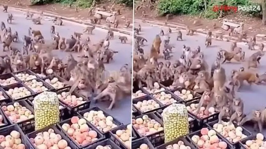 Infamous Monkeys Steal Apples From Roadside Stall; Watch Hillarious ‘Monkey Heist’ Video