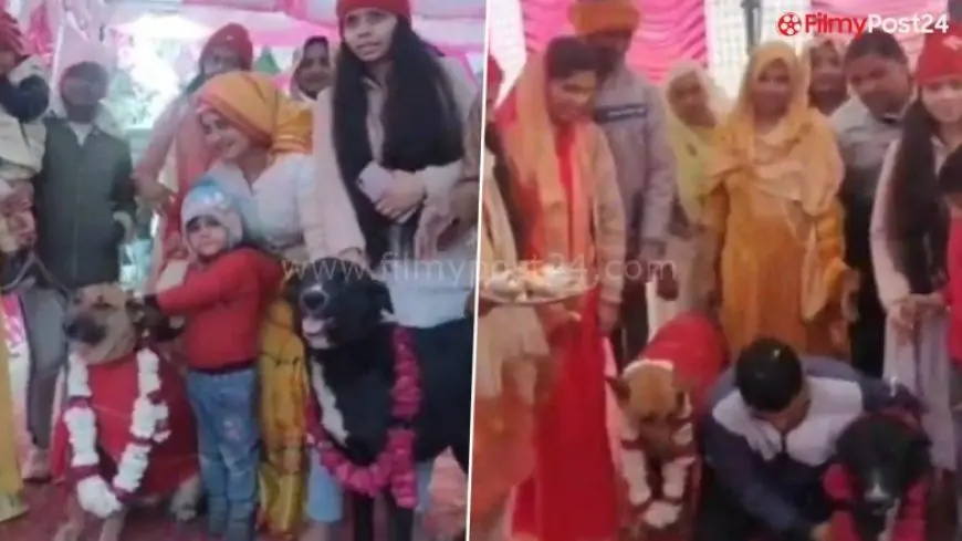 Paw-Some Bridal ceremony! Tommy and Jaily Get hitched in UP's Aligarh (Watch Video)