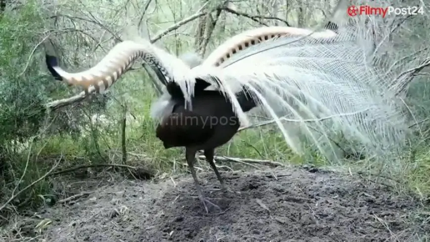 This Bird Can Mimic You! Old Video of Lyrebird Making Different Sounds and Flaunting Its Beautiful Tail Goes Viral