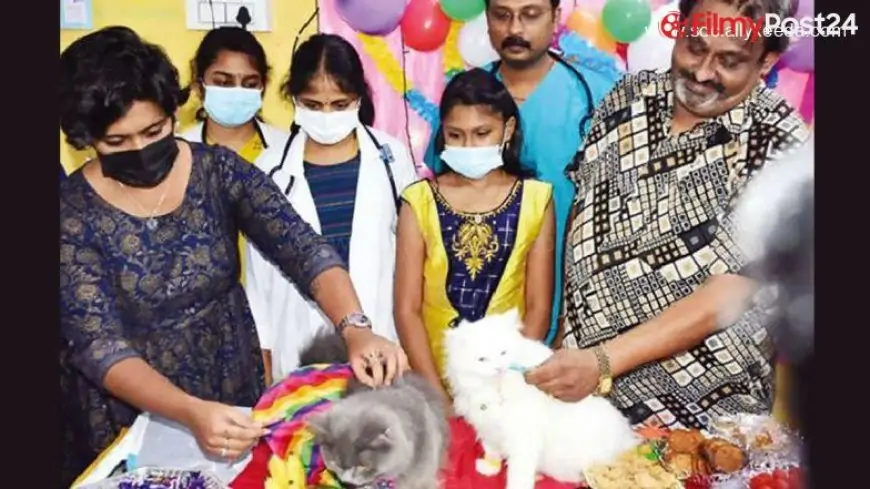 Coimbatore Businessman Hosts Baby Shower For Pregnant Persian Cats | techkashif