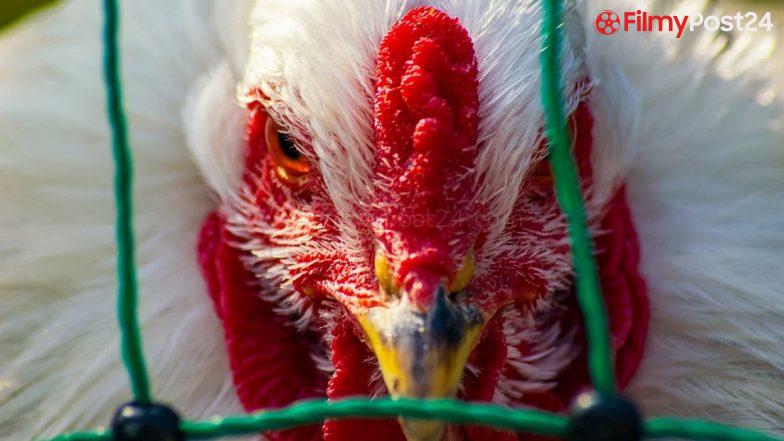 Hen Flu in India: 11-12 months-Outdated Boy Affected by Avian Influenza Dies at AIIMS in Delhi, First Loss of life As a consequence of H5N1 in India 1 03 12